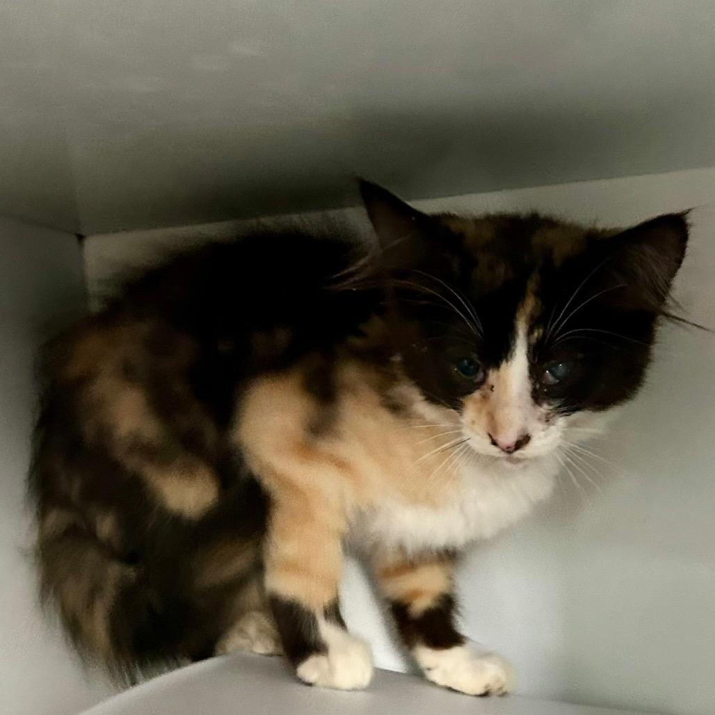 Enlarge Sundae, a Adoptable Domestic Medium Hair in Othello, WA image 1/1