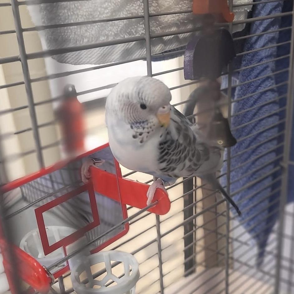 Ruka, an adopted Parakeet (Other) in Syracuse, NY image 1/3