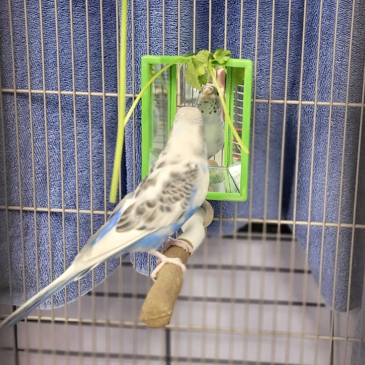 Ruka, an adopted Parakeet (Other) in Syracuse, NY image 3/3