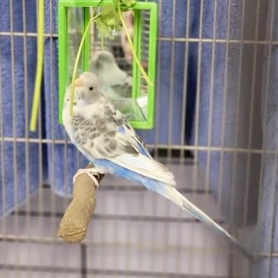 Ruka, an adopted Parakeet (Other) in Syracuse, NY image 2/3