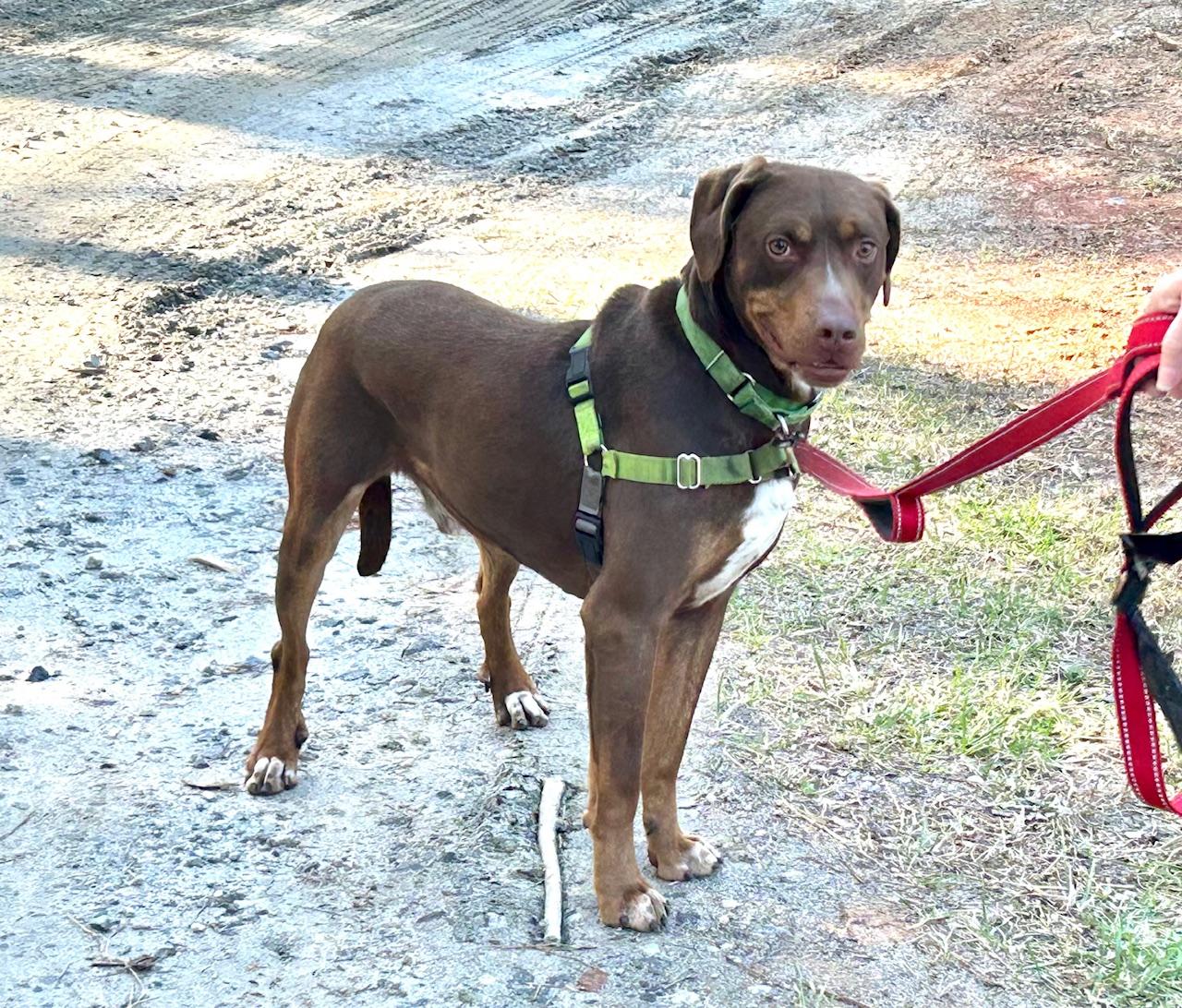 Enlarge Ranger, a Adoptable mixed breed in Jasper, GA image 4/5