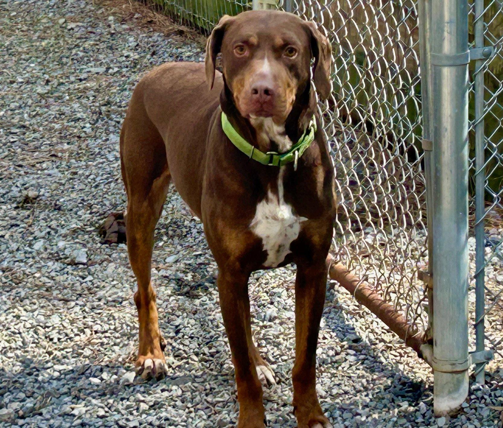 Enlarge Ranger, a Adoptable mixed breed in Jasper, GA image 3/5