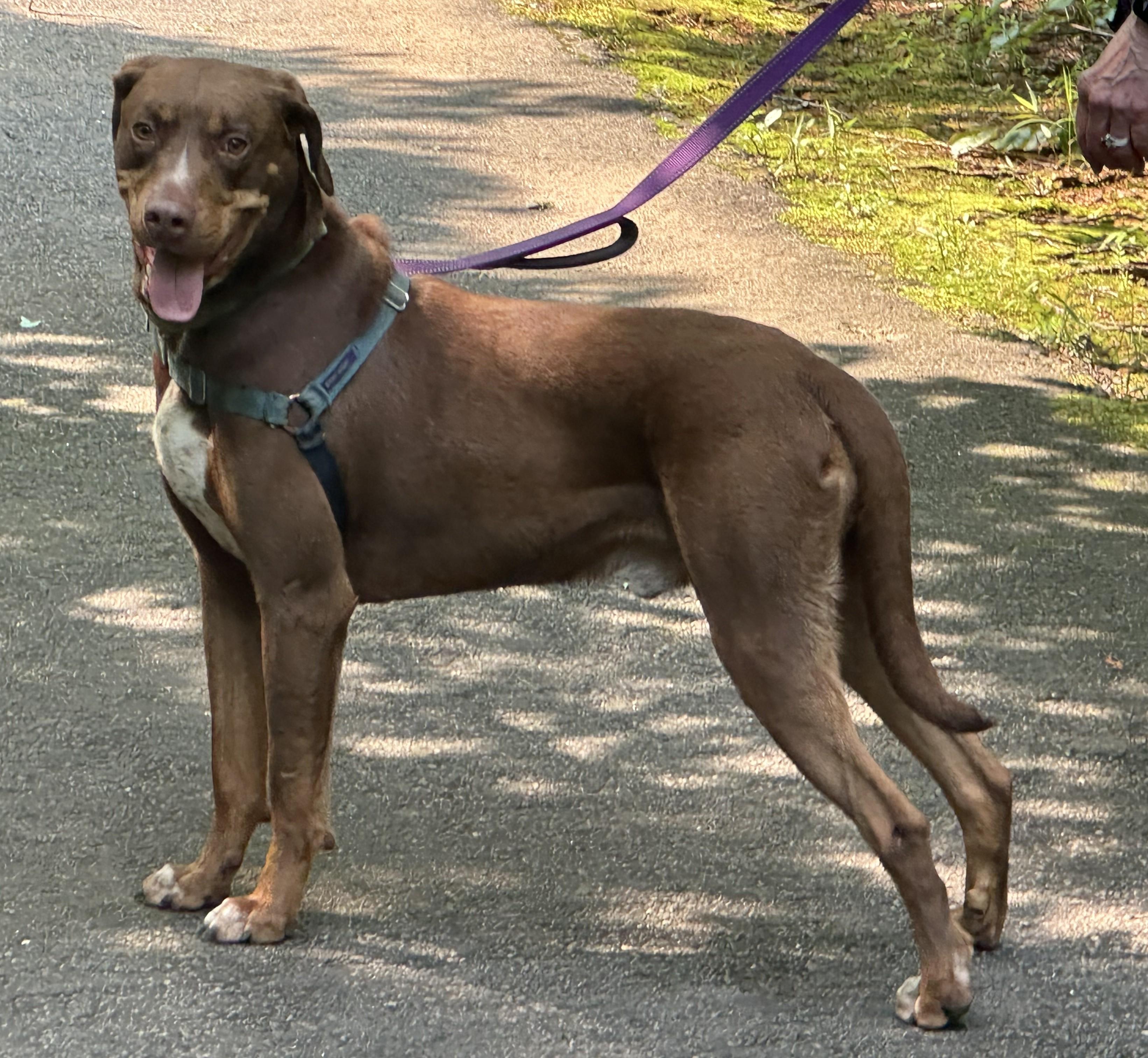 Ranger, Adoptable, Adult Male Labrador Retriever & Hound.