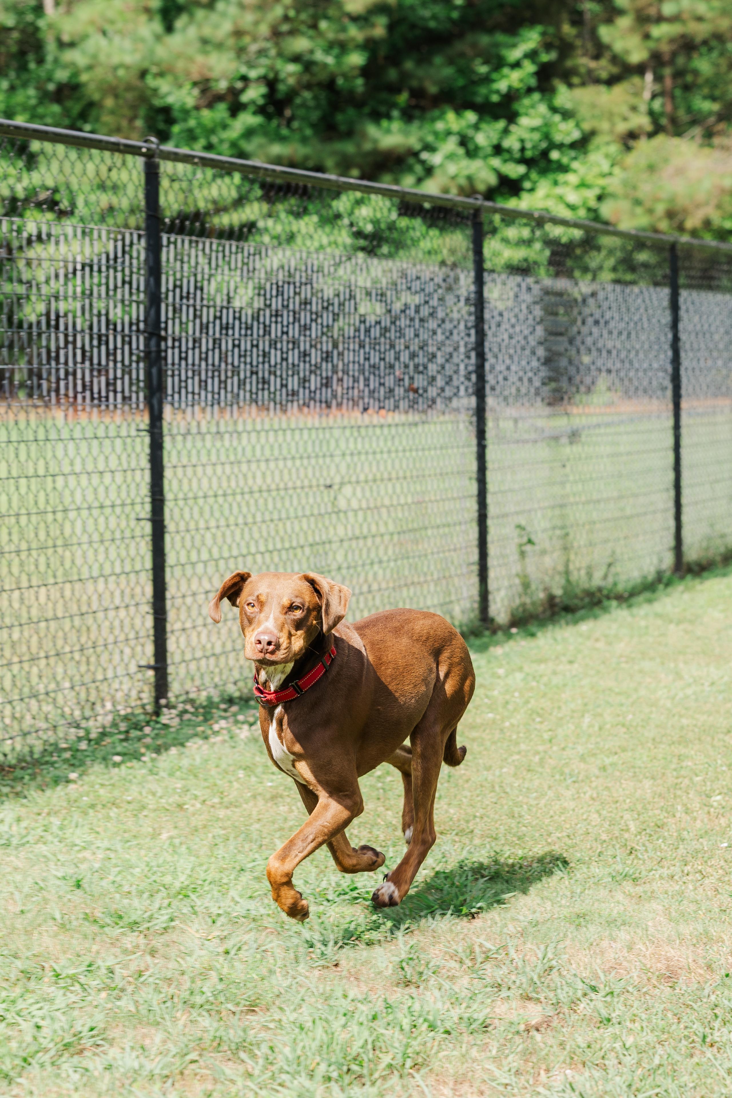 Enlarge Ranger, a Adoptable mixed breed in Jasper, GA image 2/5