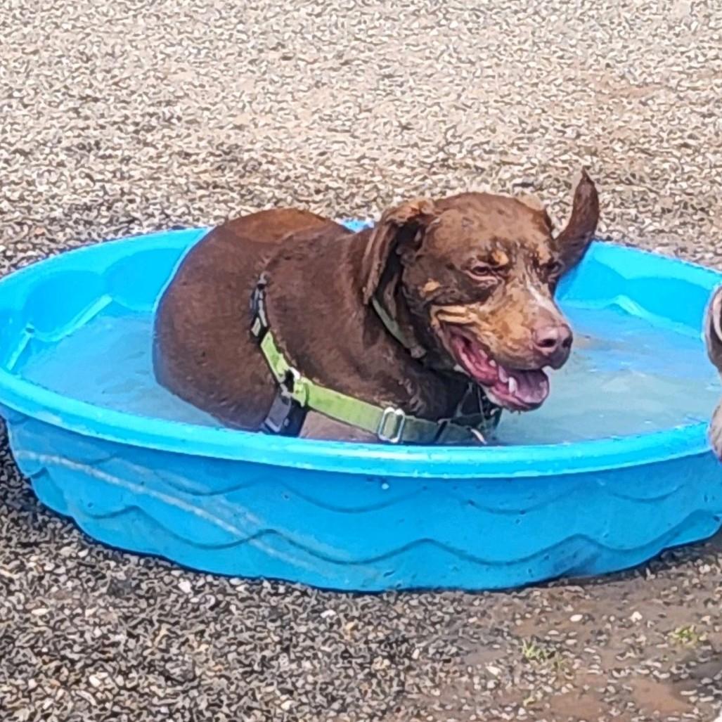 Enlarge Ranger, a Adoptable mixed breed in Jasper, GA image 5/5