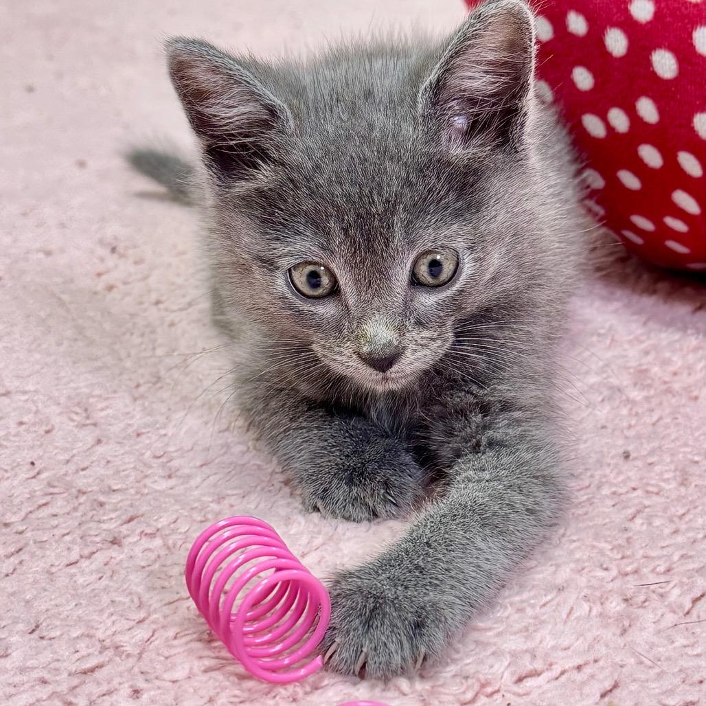 Yogi, adopted, Kitten Male Russian Blue.