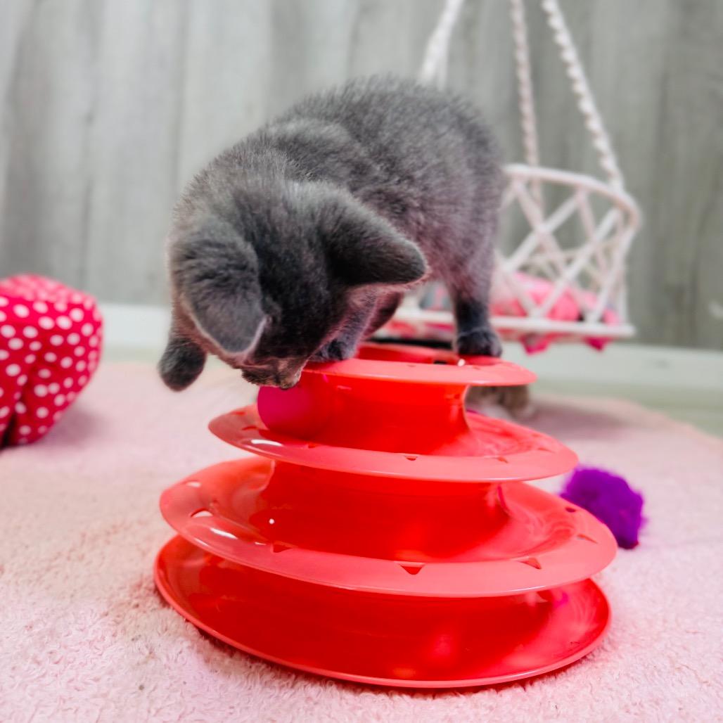 Yogi, an adopted Russian Blue in Franklin, NC image 3/6