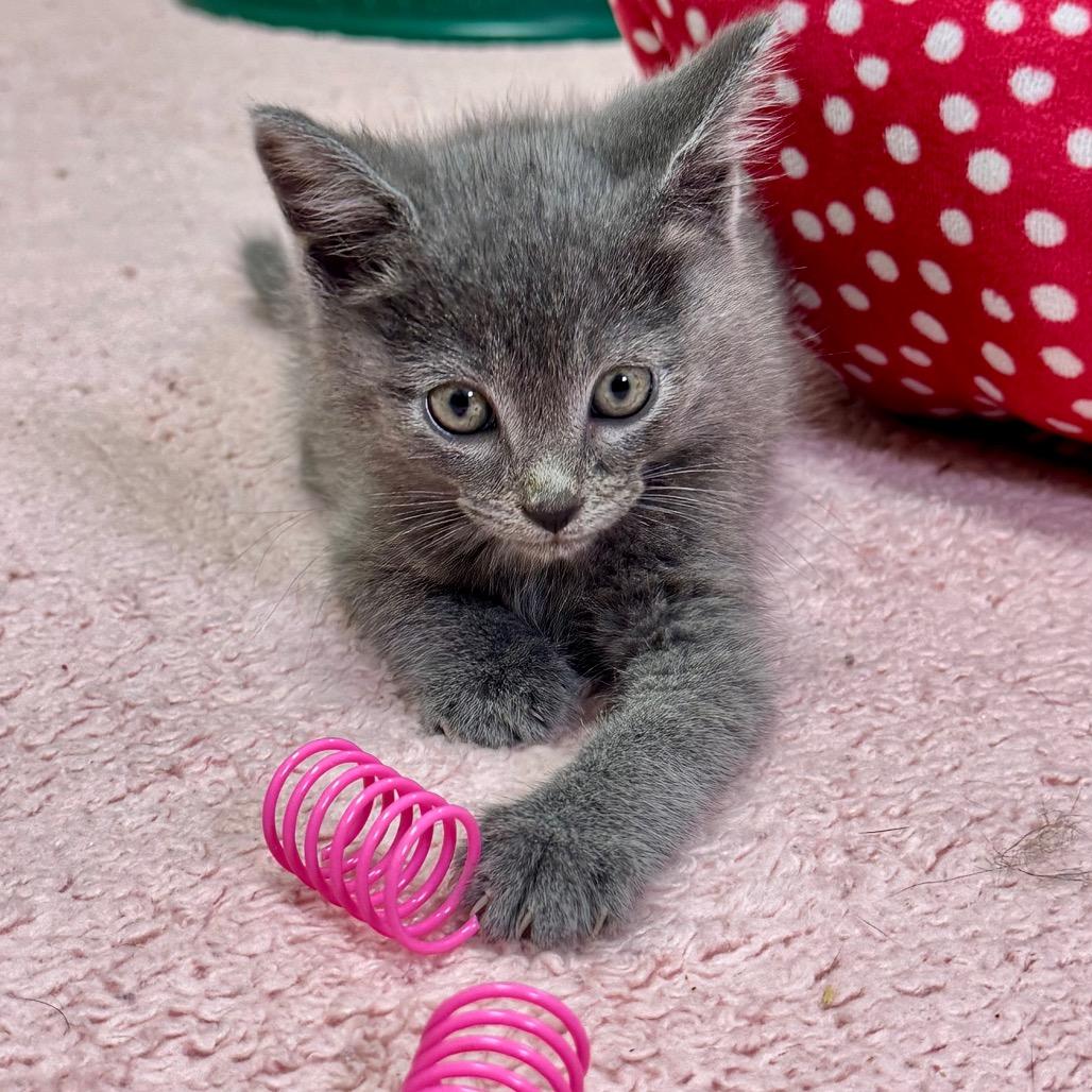 Yogi, an adopted Russian Blue in Franklin, NC image 5/6