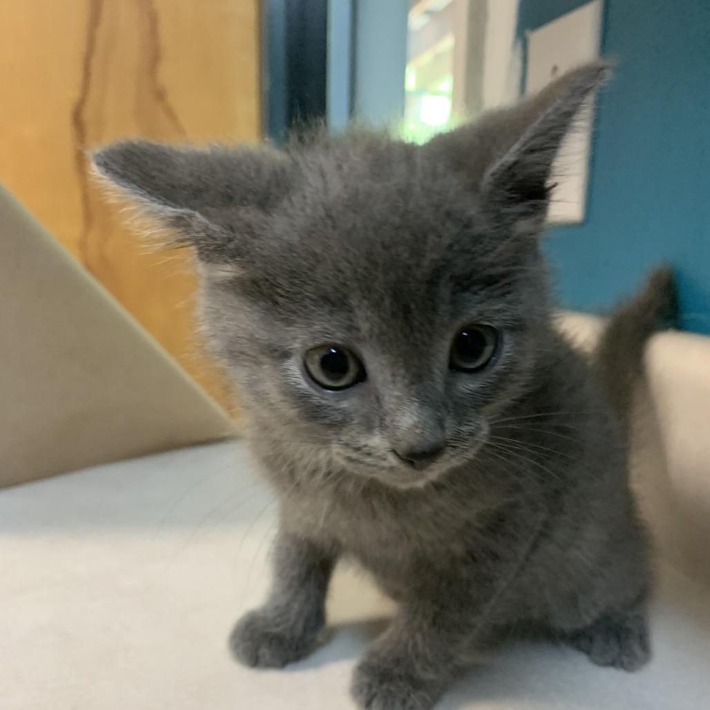 Yogi, an adopted Russian Blue in Franklin, NC image 6/6