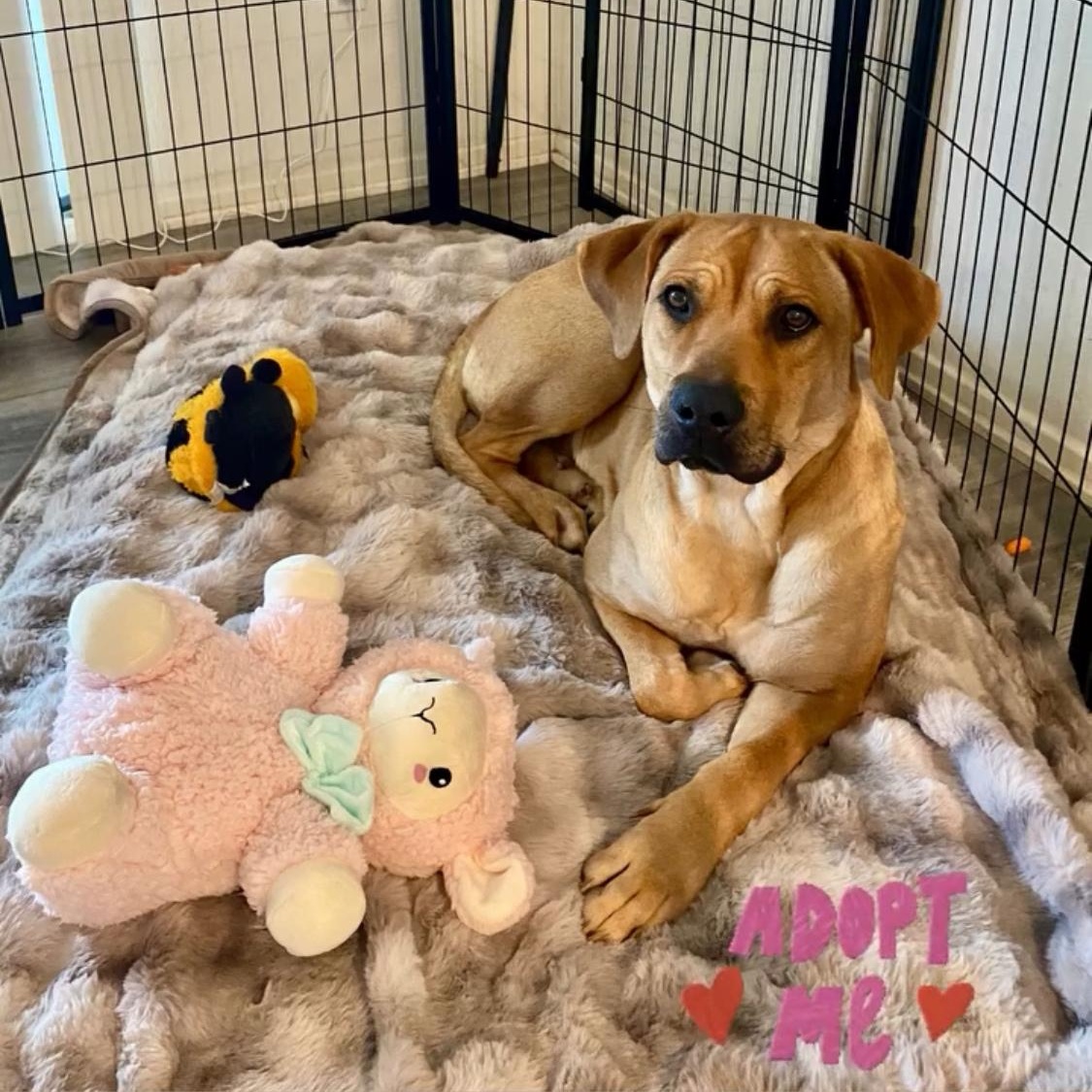 Autumn~ foster or adopt, a ADOPTABLE mixed breed in Irvine, CA image 3/5