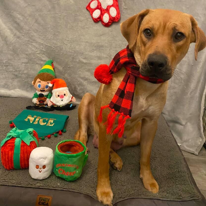 Autumn~ foster or adopt, a ADOPTABLE mixed breed in Irvine, CA image 5/5