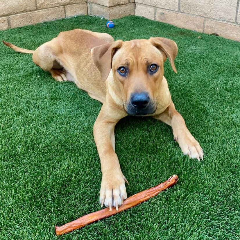 Autumn~ foster or adopt, ADOPTABLE, Young Female Yellow Labrador Retriever & Hound.