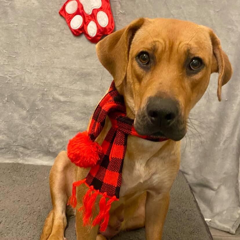 Autumn~ foster or adopt, a ADOPTABLE mixed breed in Irvine, CA image 2/5