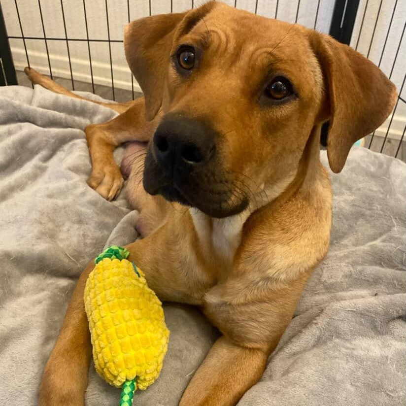 Autumn~ foster or adopt, a ADOPTABLE mixed breed in Irvine, CA image 4/5