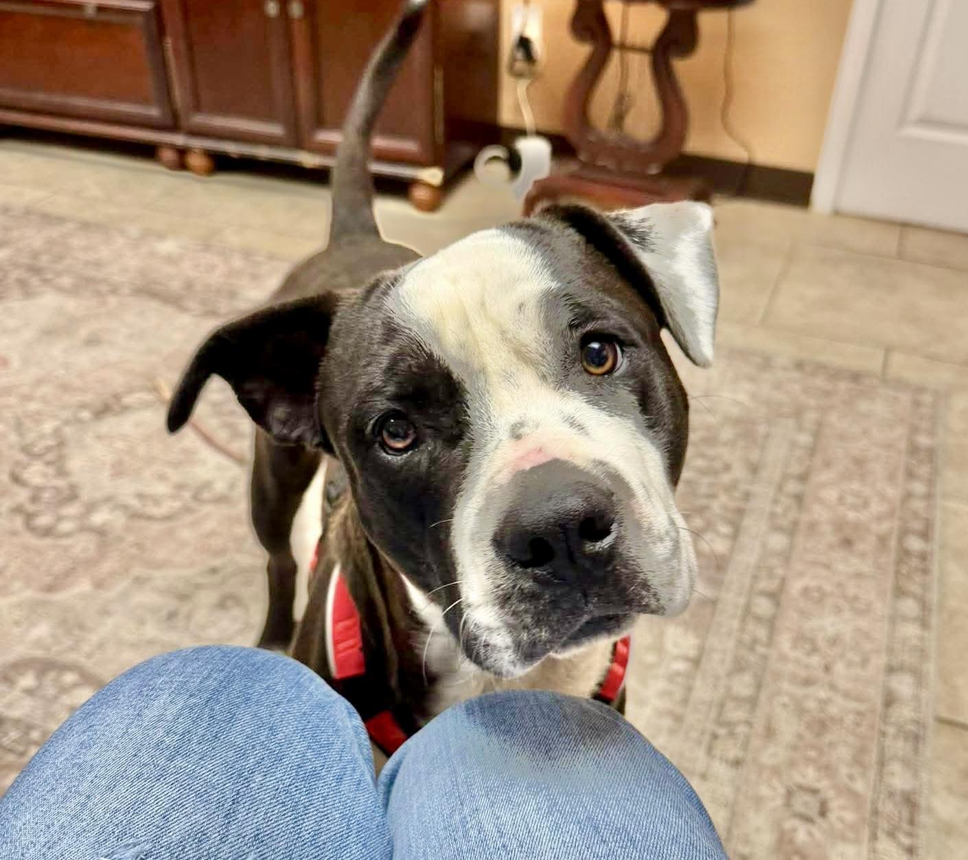 Atlas, Adoptable, Young Male American Staffordshire Terrier & American Bulldog.