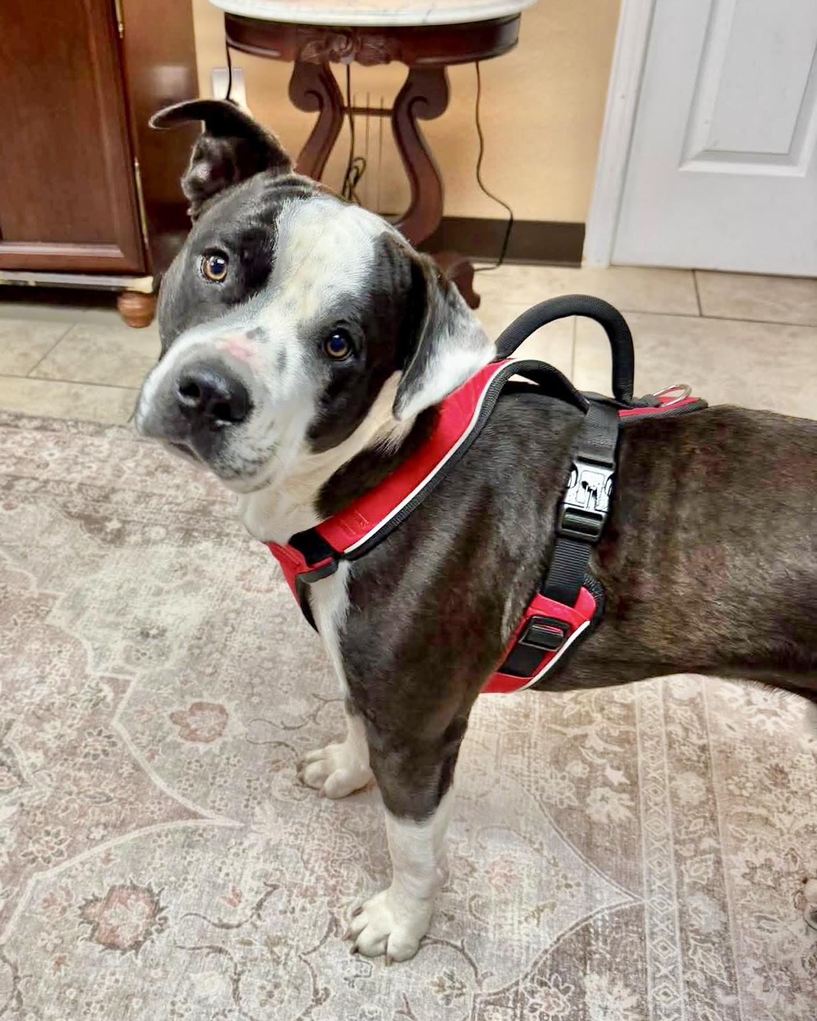 Atlas, a Adoptable mixed breed in Kent, WA image 5/6