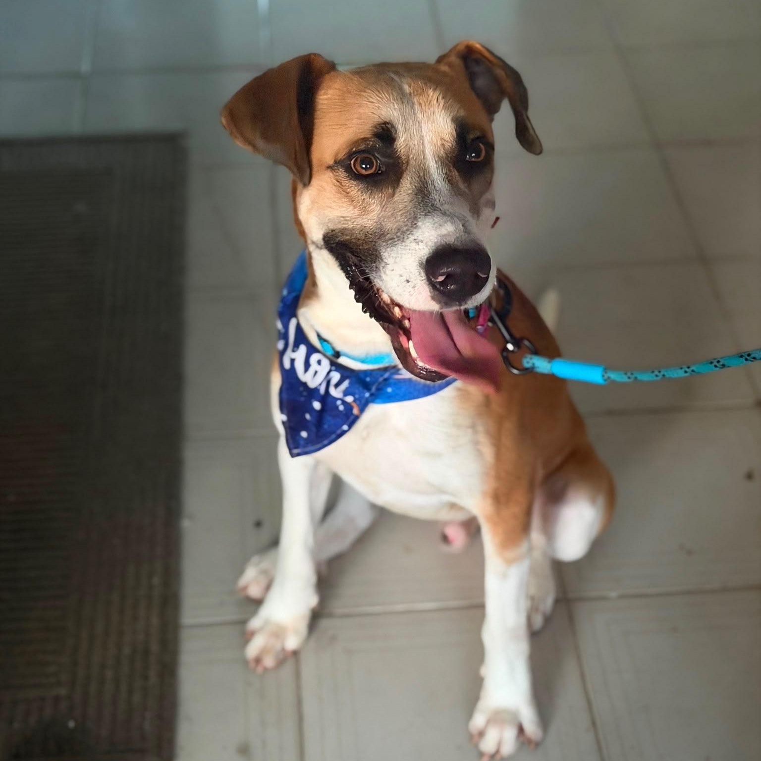 Louis - The Big Playful Lovebug, Adoptable, Young Male Labrador Retriever & Canaan Dog.