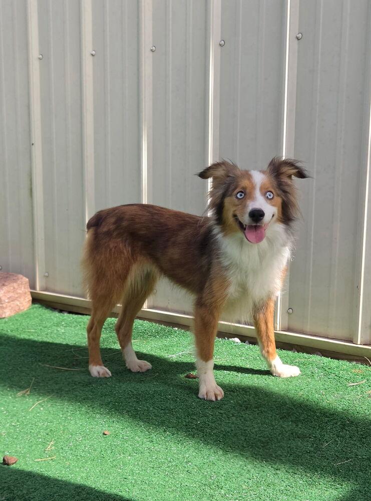 Rose, Adoptable, Young Female Australian Shepherd & Collie.
