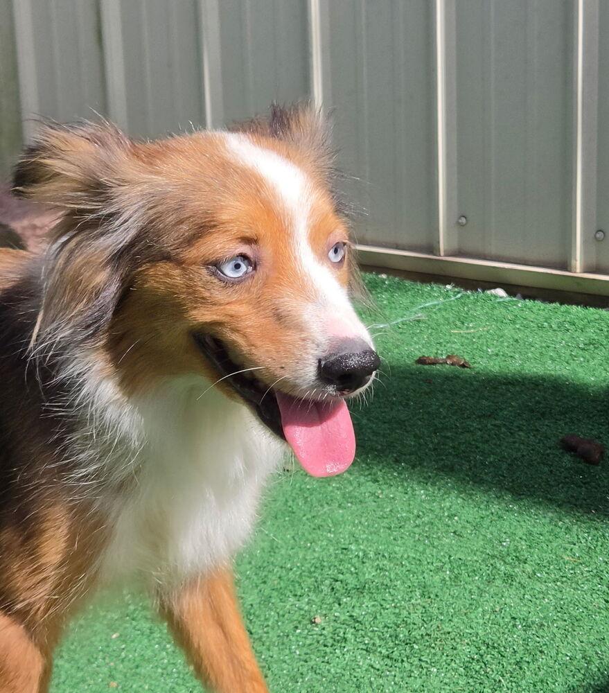 Enlarge Rose, a Adoptable mixed breed in Waterloo, IL image 2/3