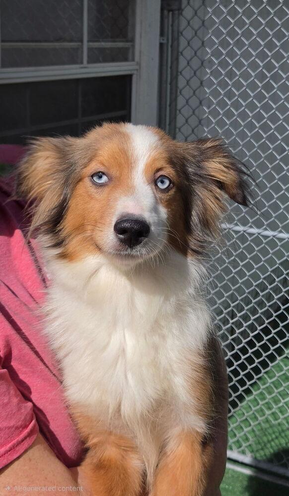 Enlarge Rose, a Adoptable mixed breed in Waterloo, IL image 3/3