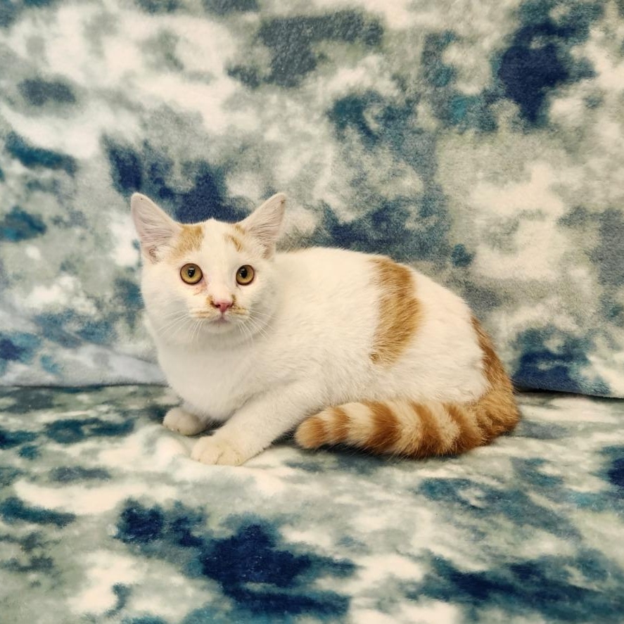 Shane, Adoptable, Kitten Male Domestic Short Hair.