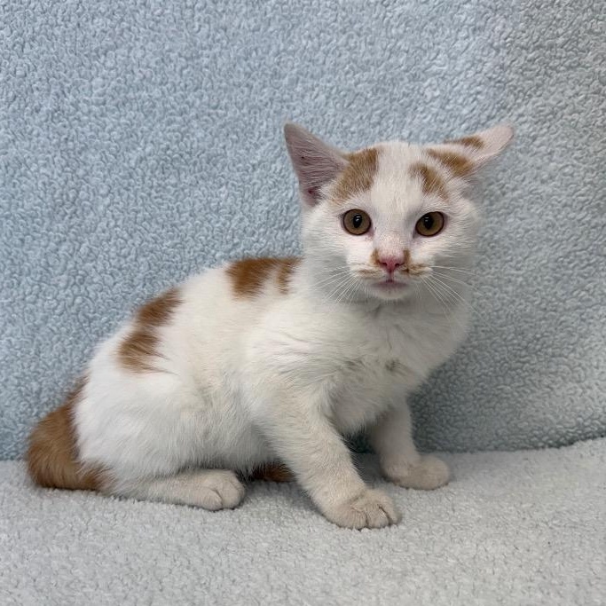 Enlarge Shane, a ADOPTABLE Domestic Short Hair in Benld, IL image 1/1