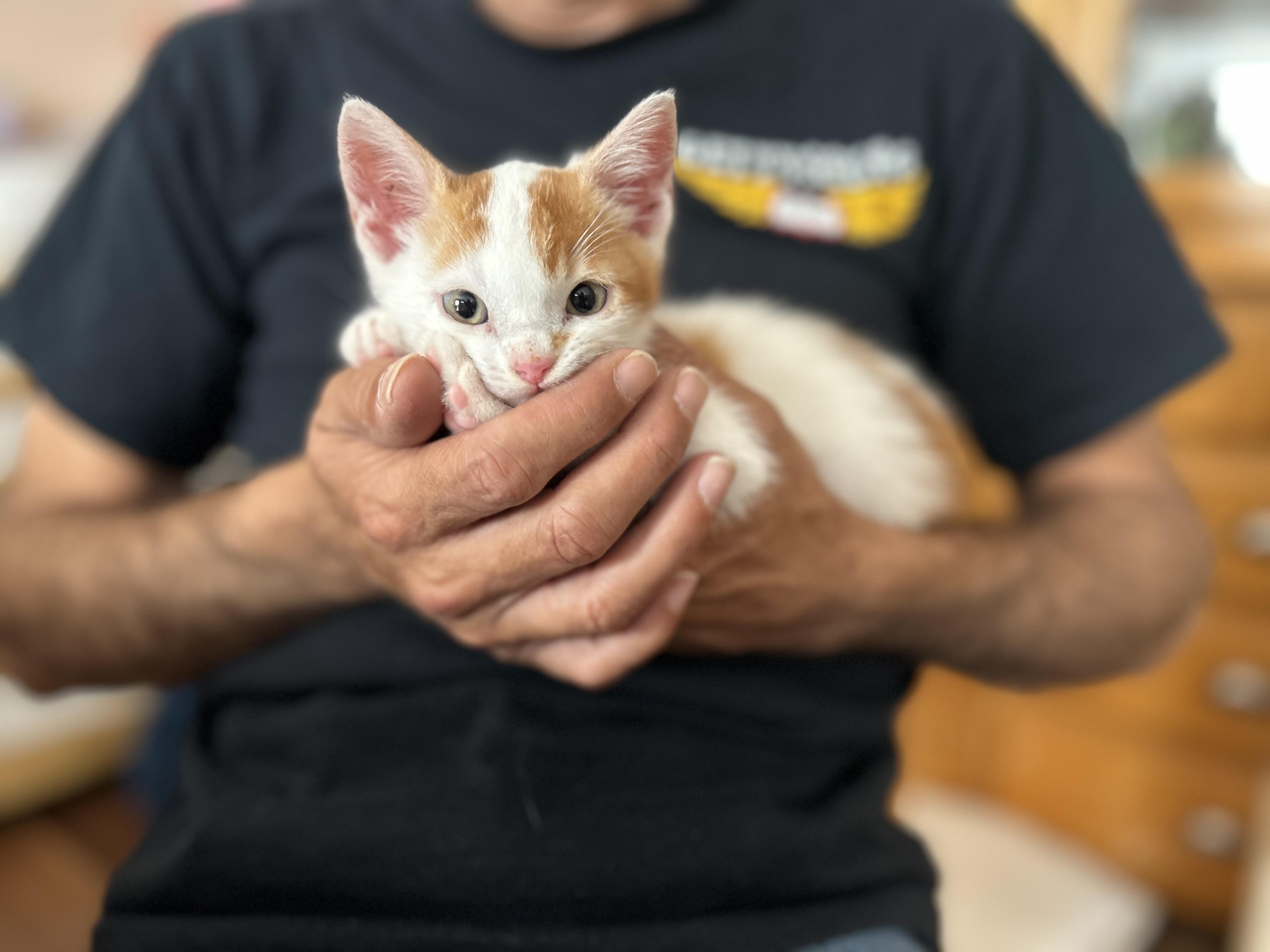 Clownfish, Baby Male Domestic Short Hair