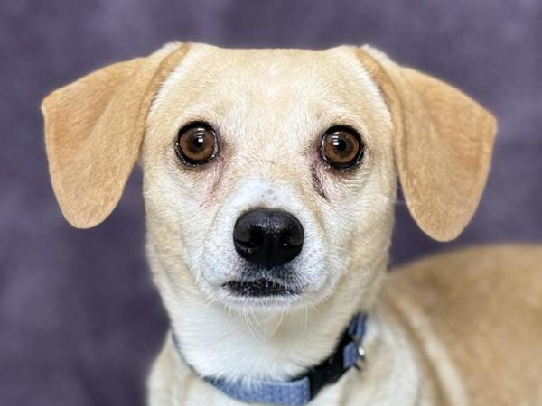 Enlarge Benny, a Adoptable mixed breed in Portland, OR image 1/1