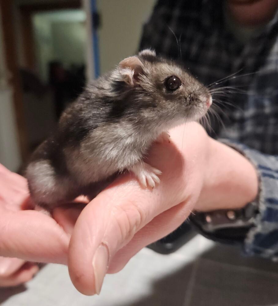 Enlarge Crouton , a ADOPTABLE mixed breed in China Township, MI image 1/2