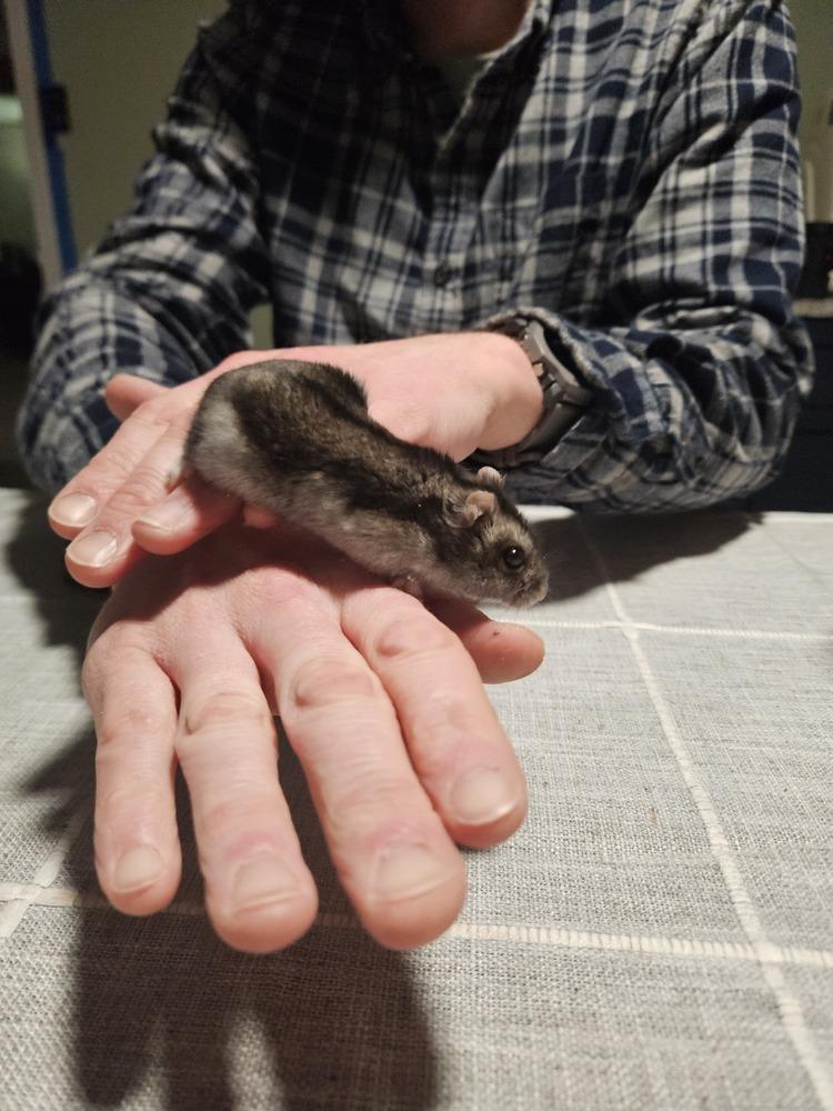 Enlarge Crouton , a ADOPTABLE mixed breed in China Township, MI image 2/2