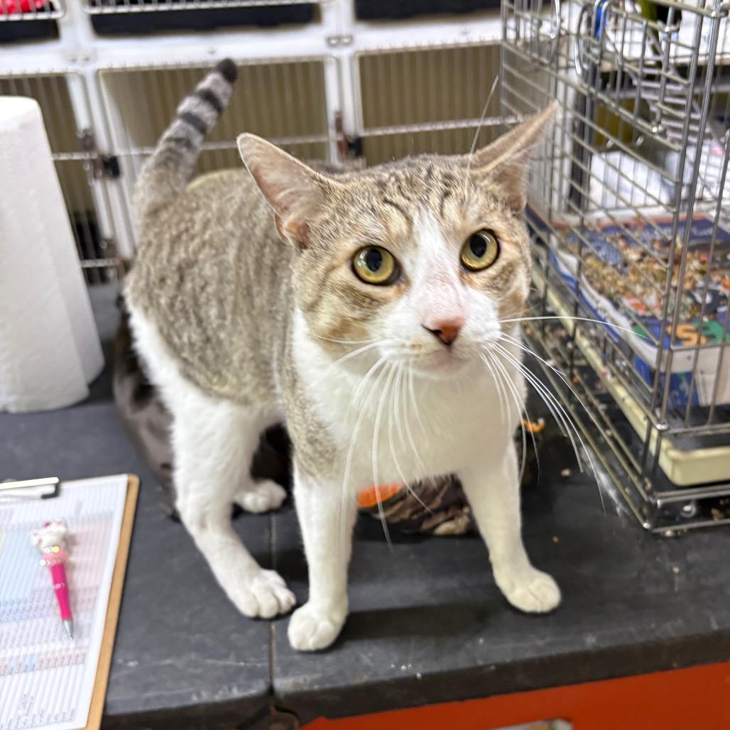 Enlarge Chin Chin, a Adoptable Domestic Short Hair in Laredo, TX image 1/4