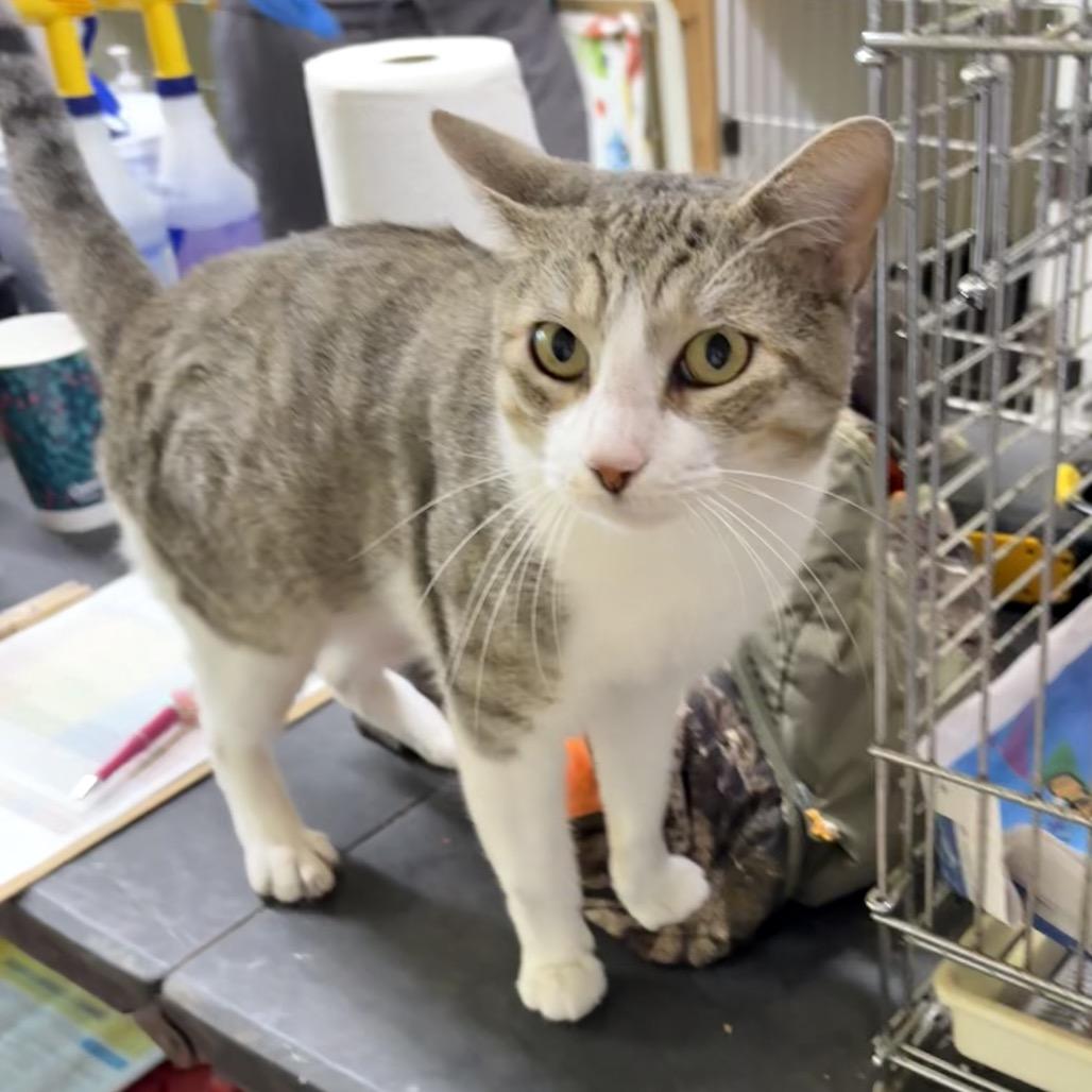 Enlarge Chin Chin, a Adoptable Domestic Short Hair in Laredo, TX image 2/4