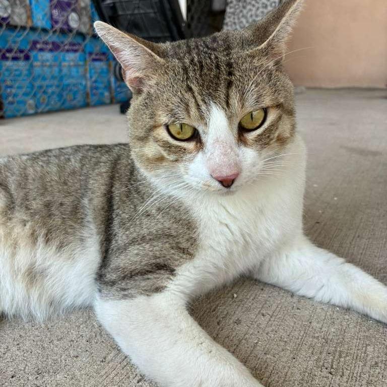 Enlarge Chin Chin, a Adoptable Domestic Short Hair in Laredo, TX image 4/4