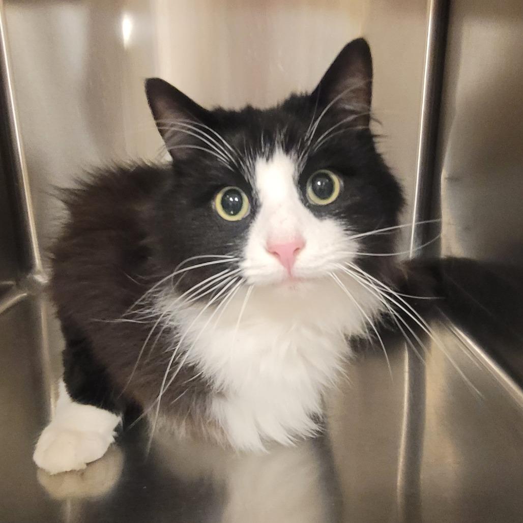 Charlie, Adoptable, Adult Male Domestic Long Hair.