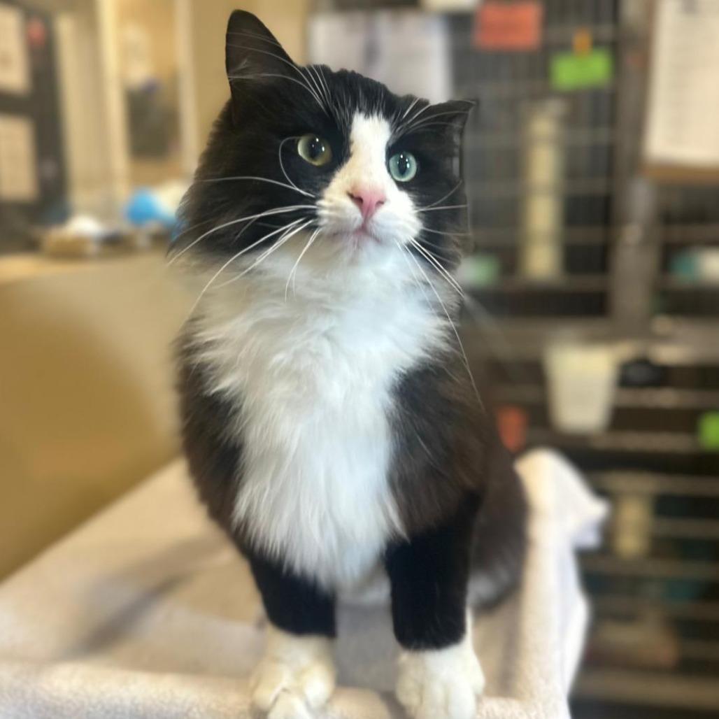 Enlarge Charlie, a Adoptable Domestic Long Hair in Tipton, IN image 3/6