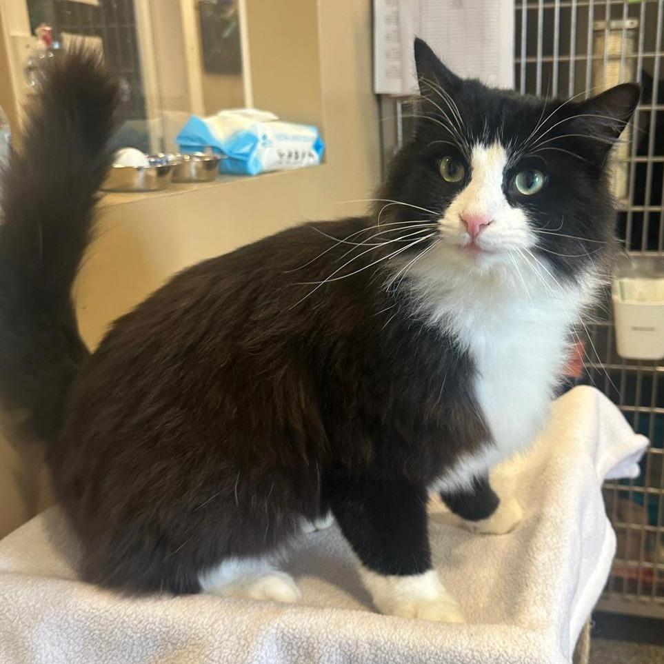 Enlarge Charlie, a Adoptable Domestic Long Hair in Tipton, IN image 6/6