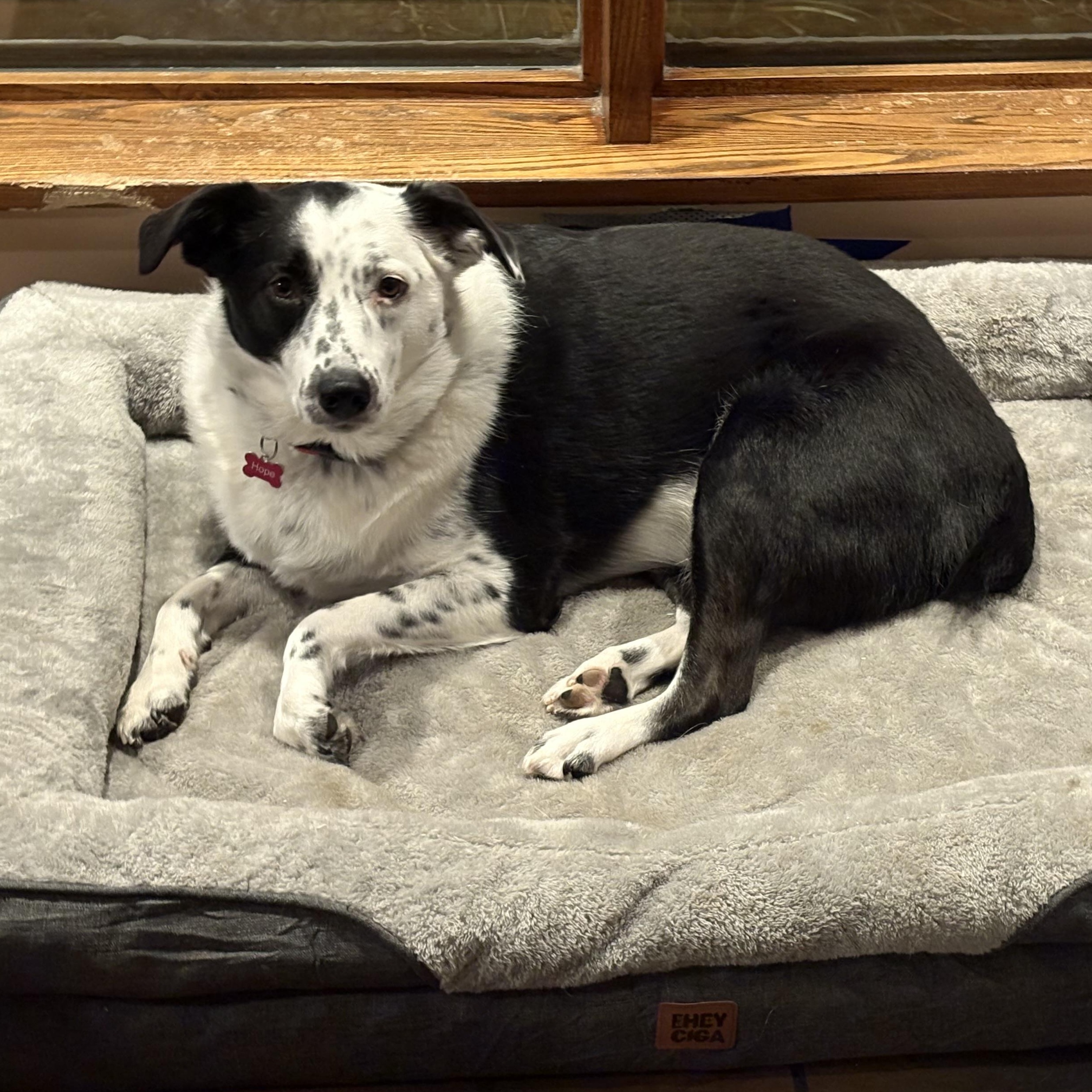 Enlarge Hope, a ADOPTABLE mixed breed in Rochester, NY image 3/3