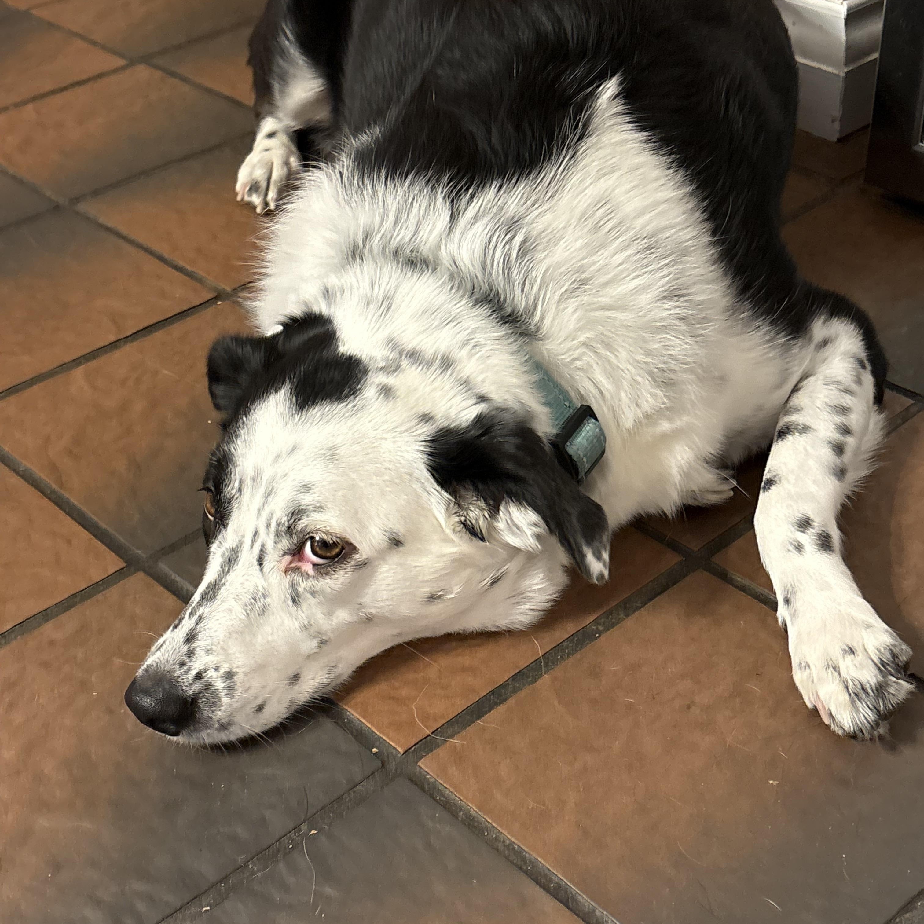 Enlarge Hope, a ADOPTABLE mixed breed in Rochester, NY image 2/3