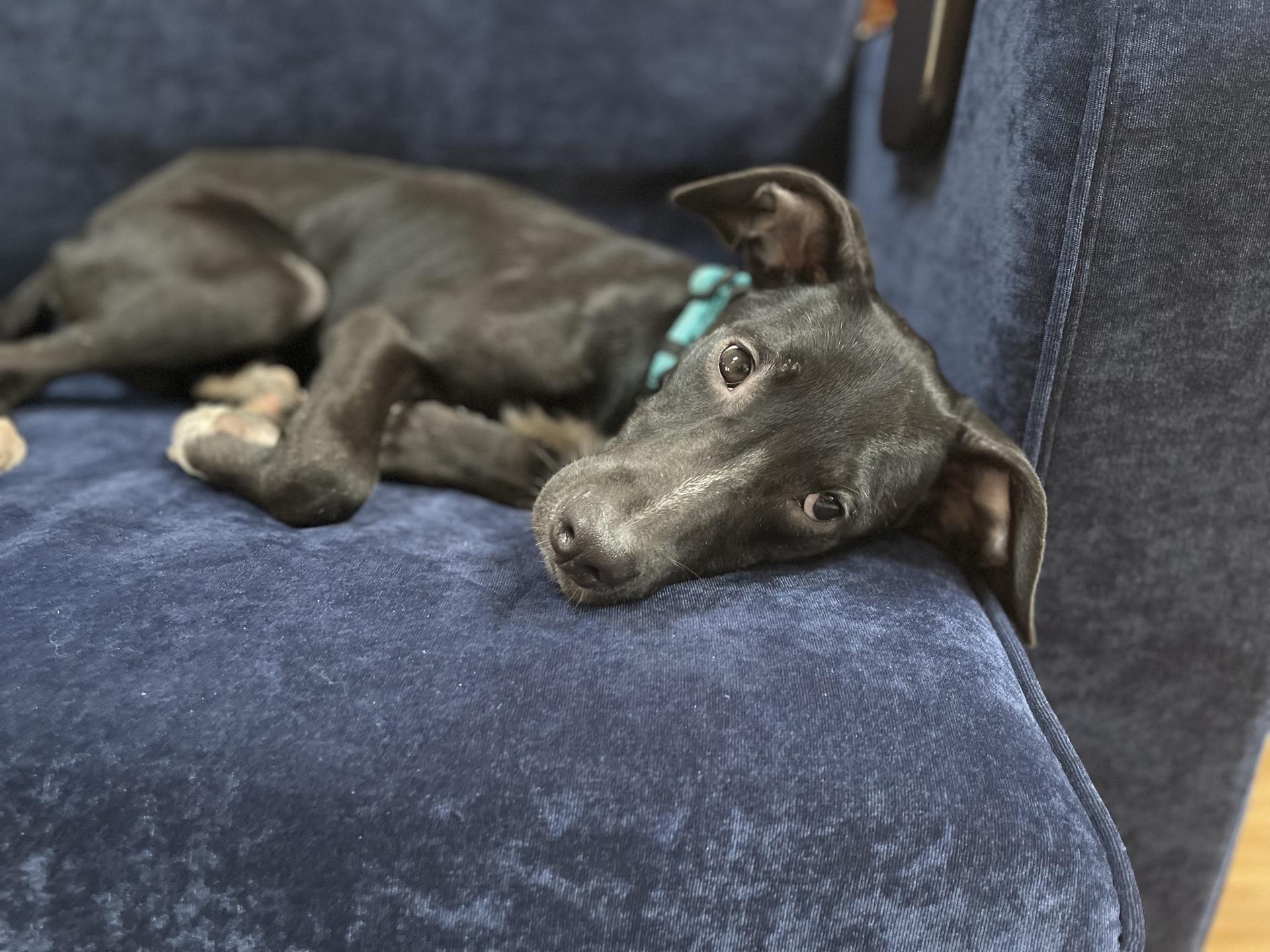 Enlarge Rascal, a Adoptable mixed breed in Copiague, NY image 3/3