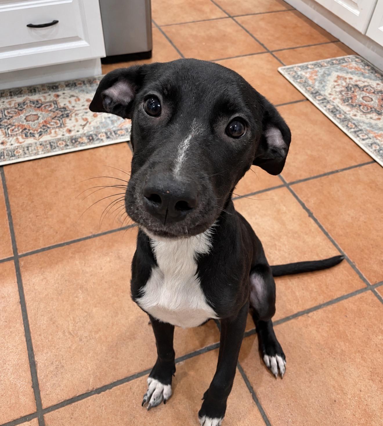Enlarge Rascal, a Adoptable mixed breed in Copiague, NY image 1/3