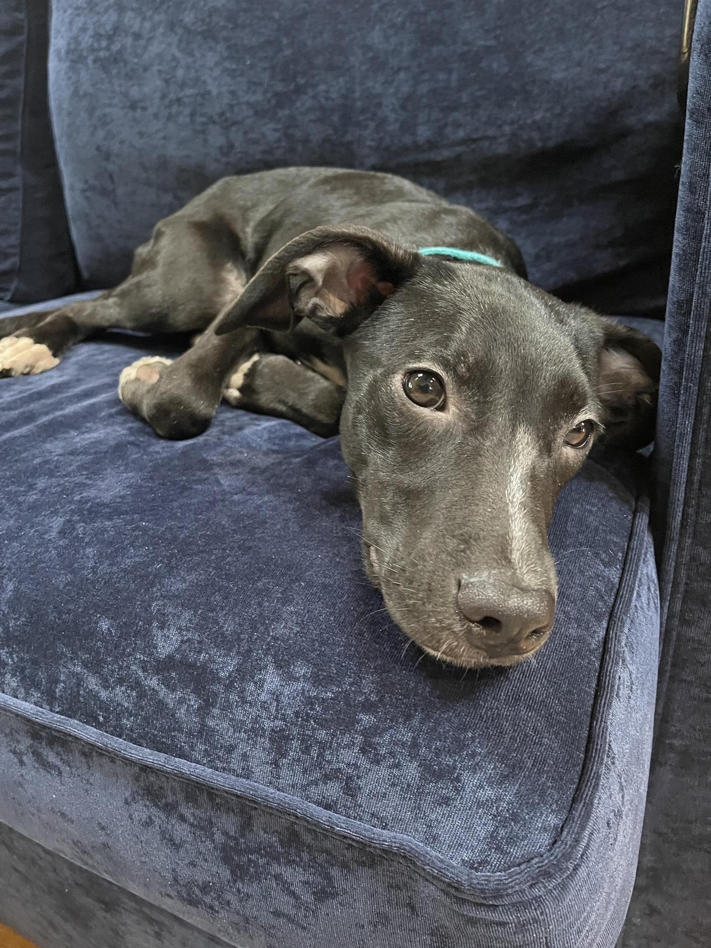 Enlarge Rascal, a Adoptable mixed breed in Copiague, NY image 2/3