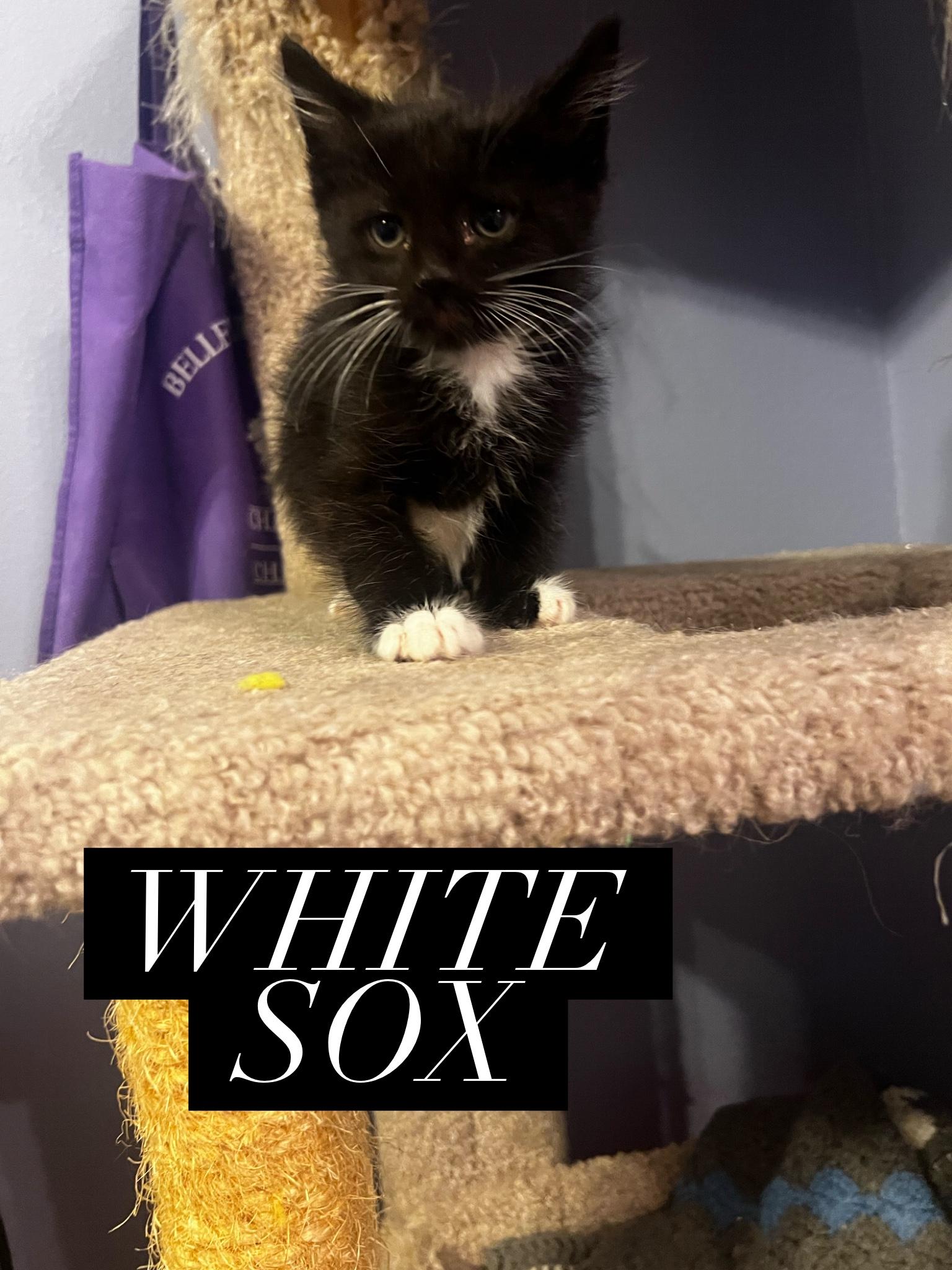 Enlarge White Sox, an adopted mixed breed in Omaha, NE image 3/3