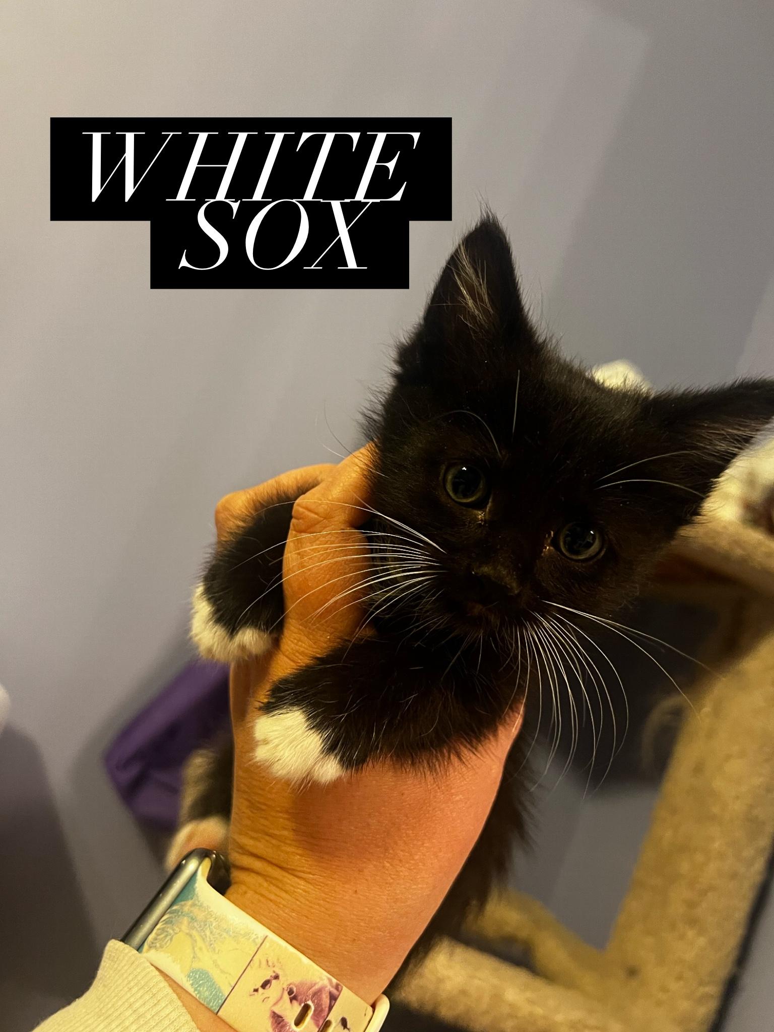 White Sox, adopted, Kitten Male Domestic Short Hair & Tuxedo.
