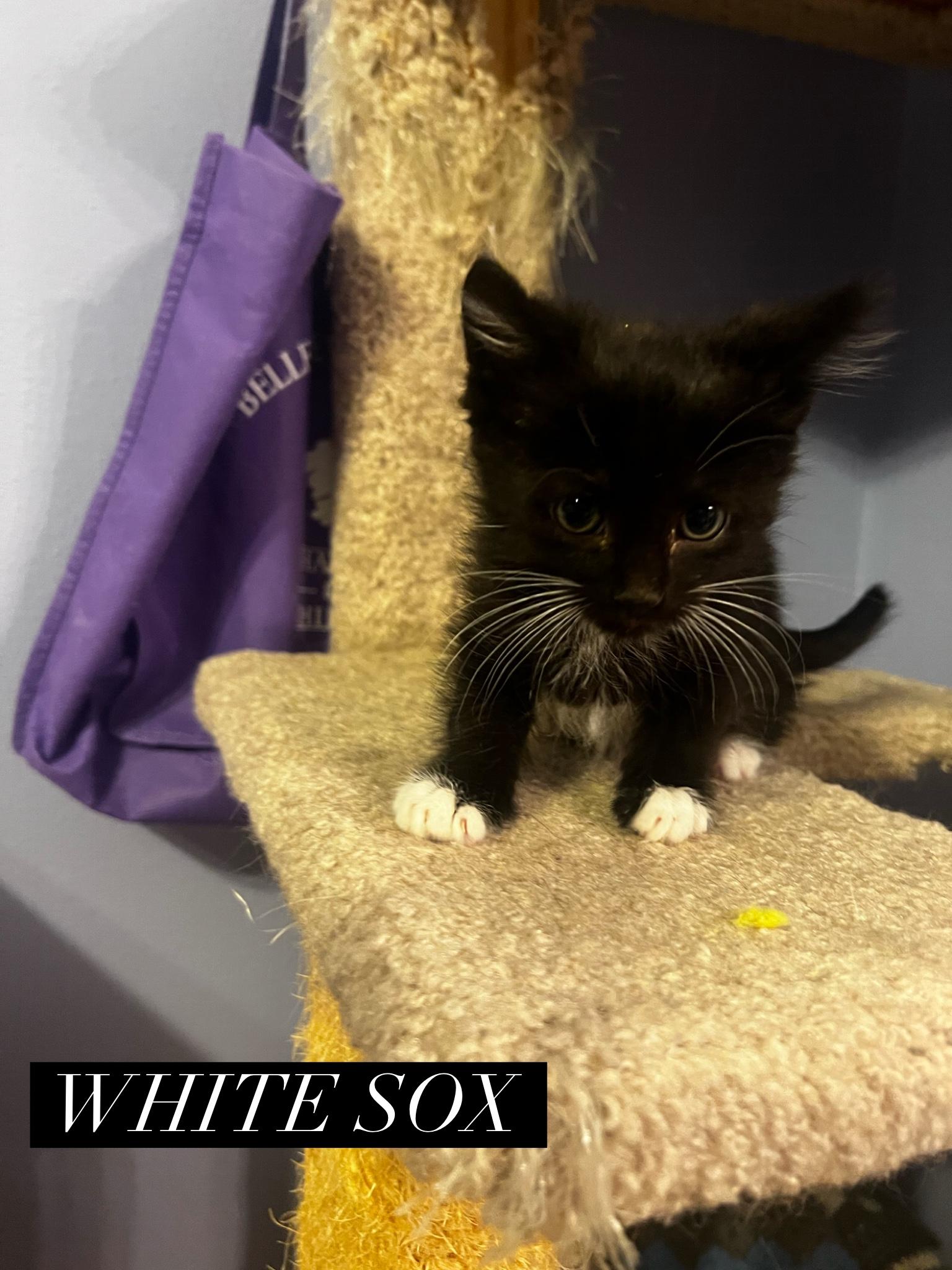 Enlarge White Sox, an adopted mixed breed in Omaha, NE image 2/3