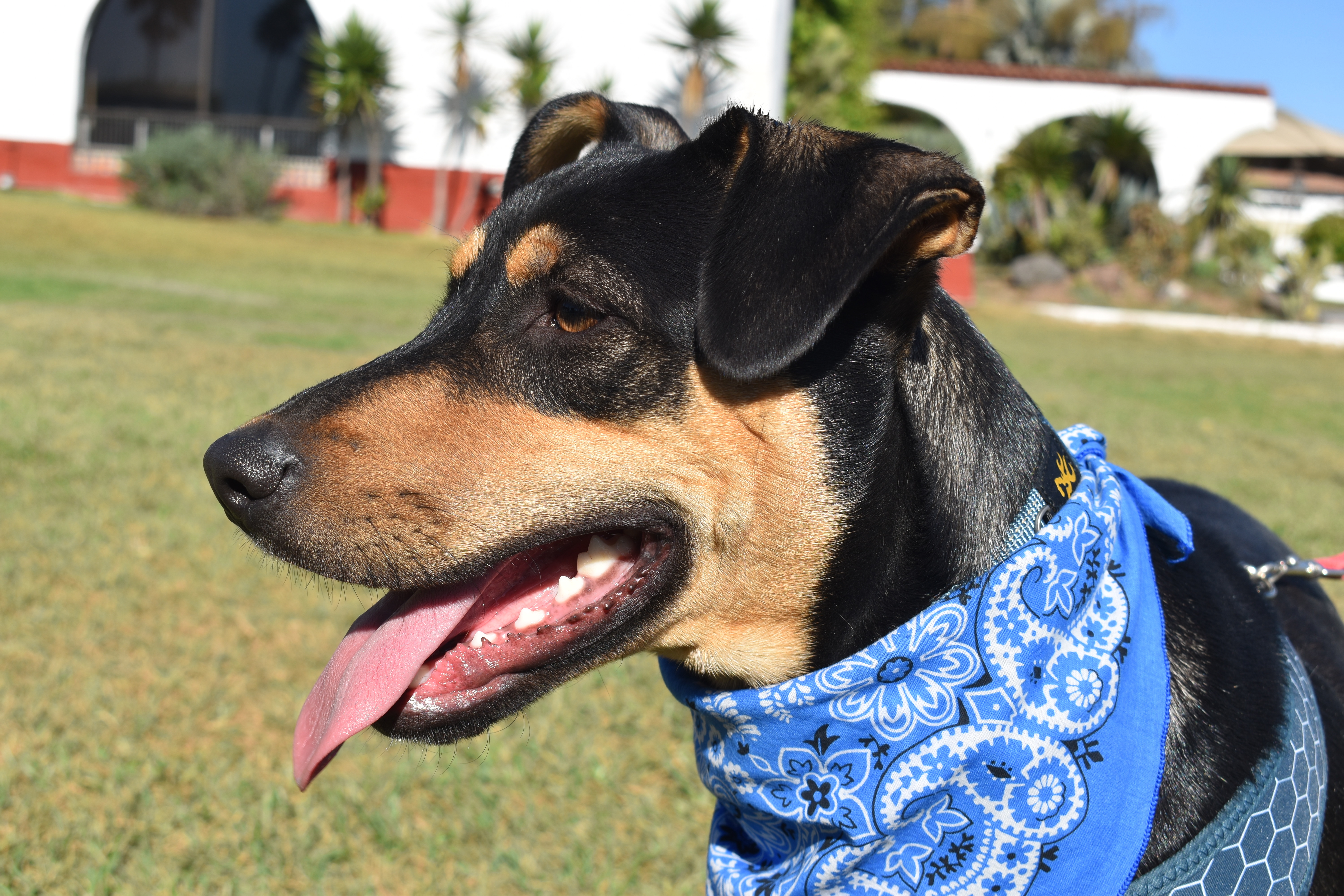 Enlarge Red, a Adoptable mixed breed in San Diego, CA image 6/6