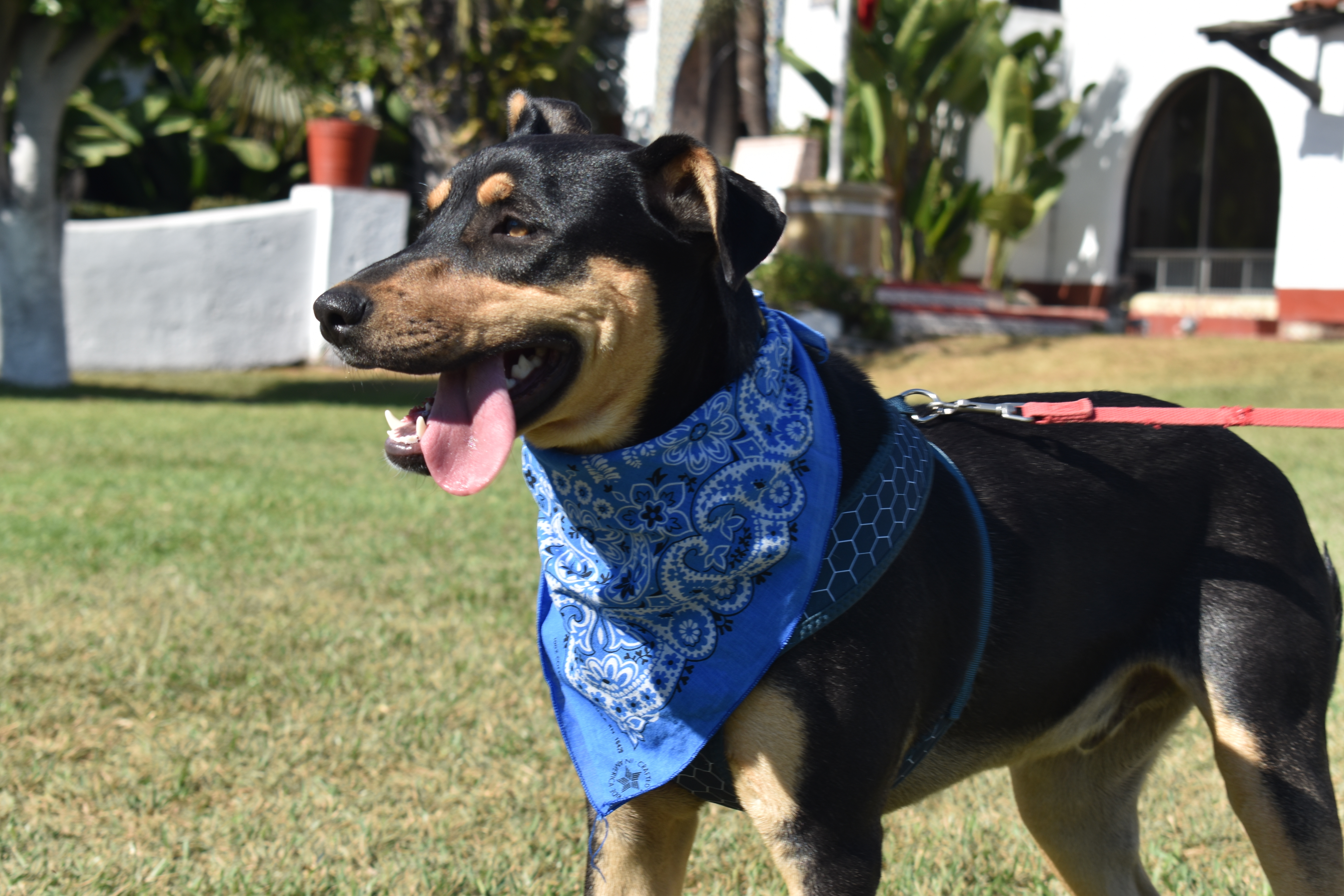 Enlarge Red, a Adoptable mixed breed in San Diego, CA image 4/6