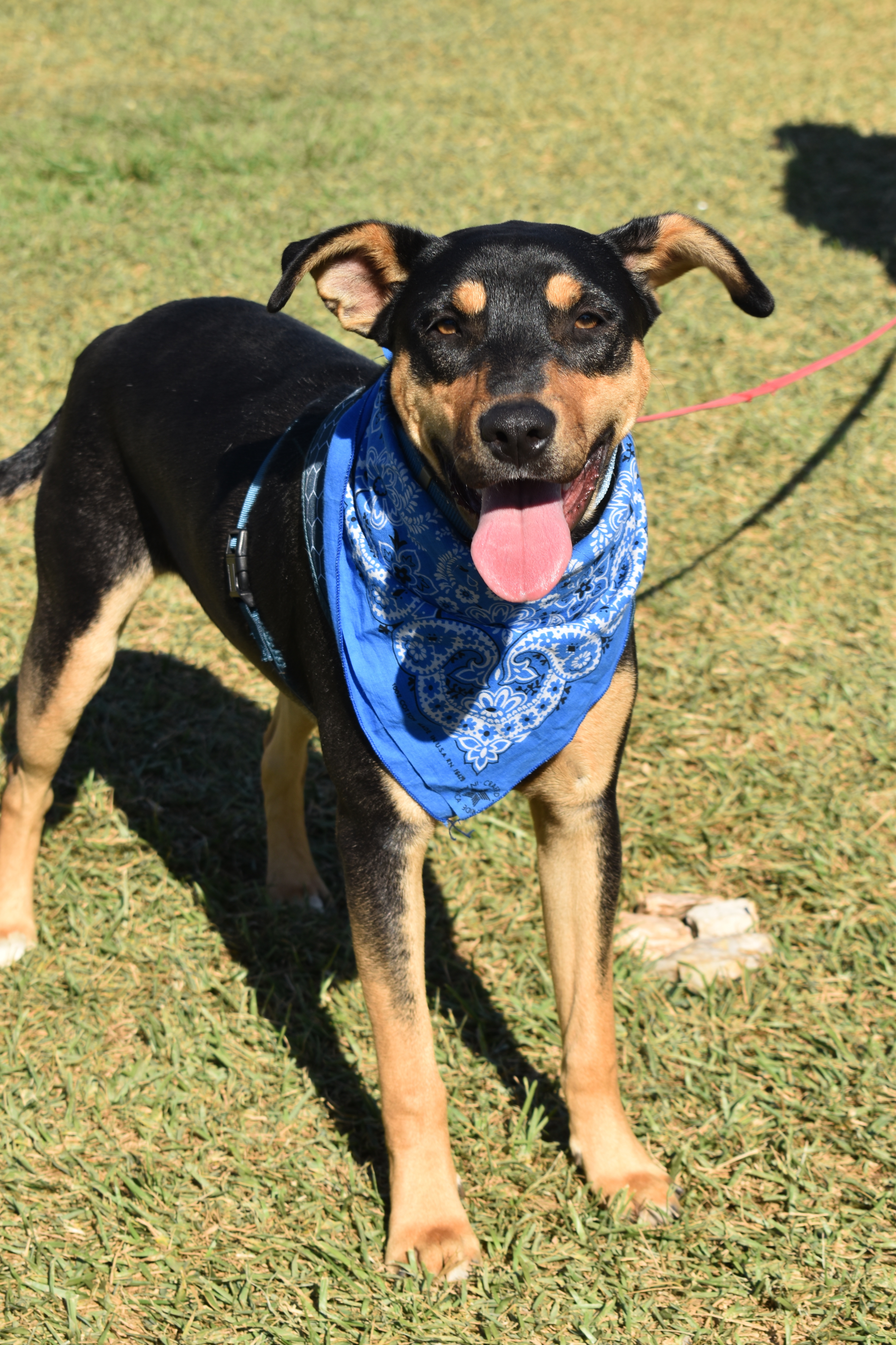 Enlarge Red, a Adoptable mixed breed in San Diego, CA image 1/6