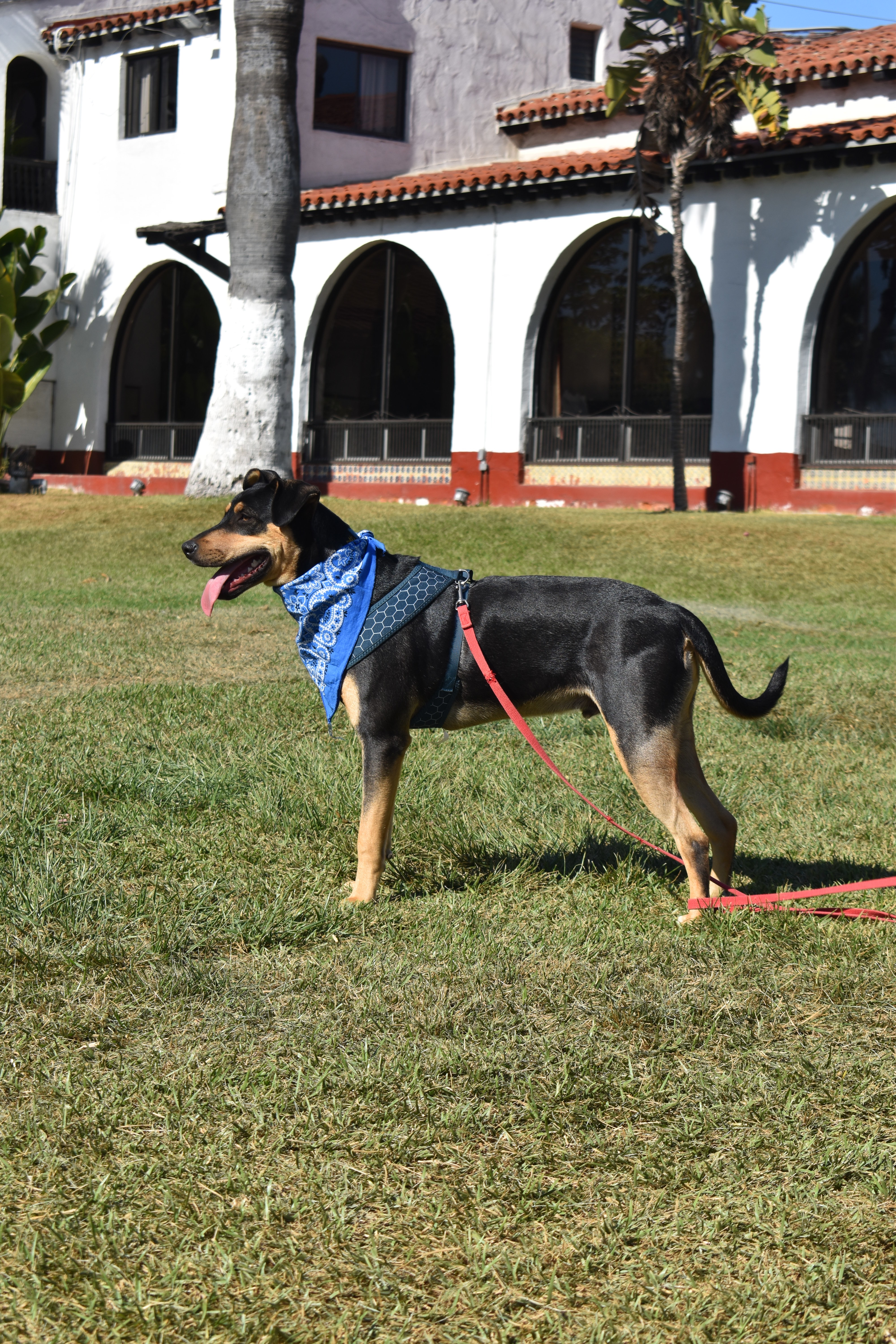 Enlarge Red, a Adoptable mixed breed in San Diego, CA image 5/6