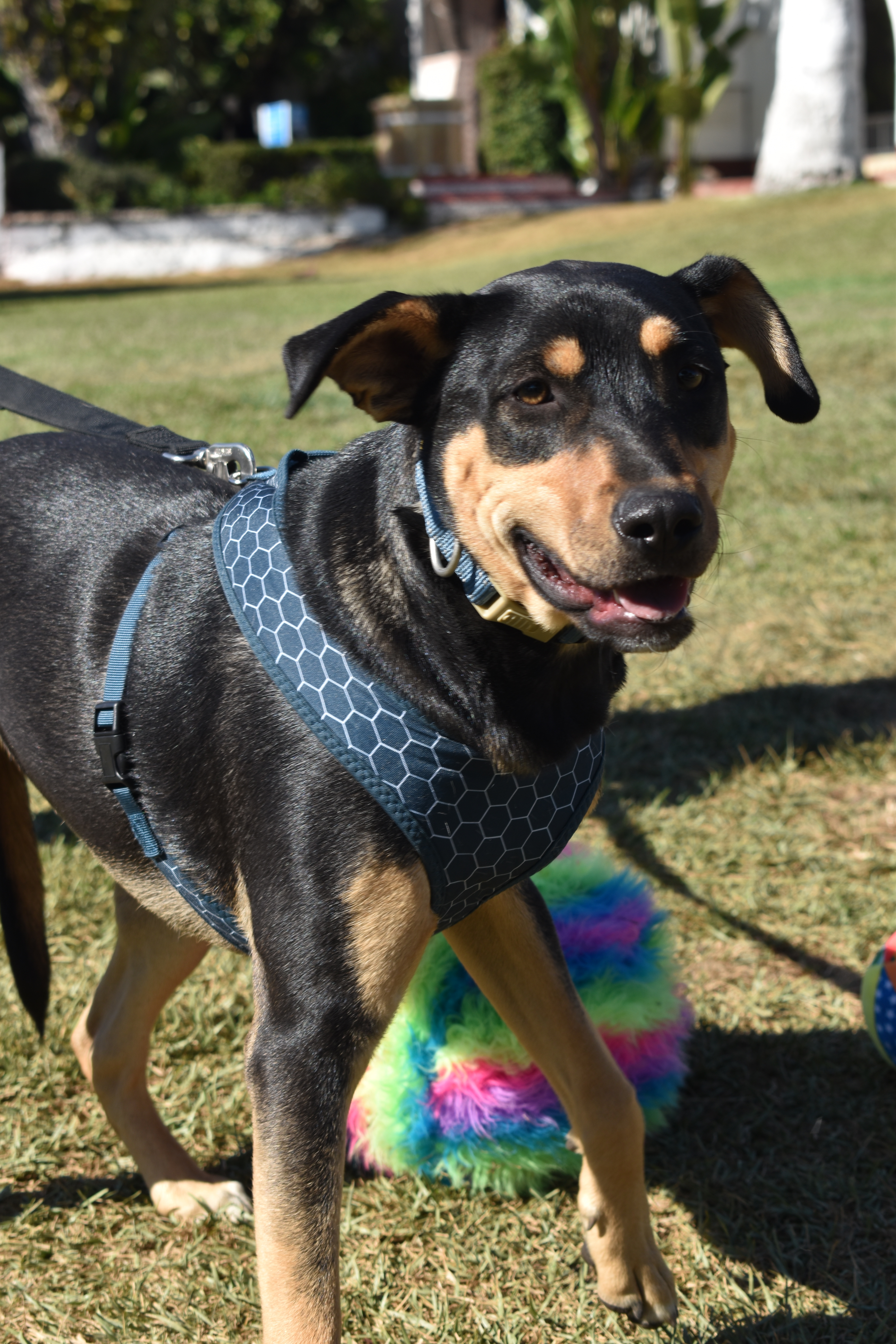 Enlarge Red, a Adoptable mixed breed in San Diego, CA image 2/6