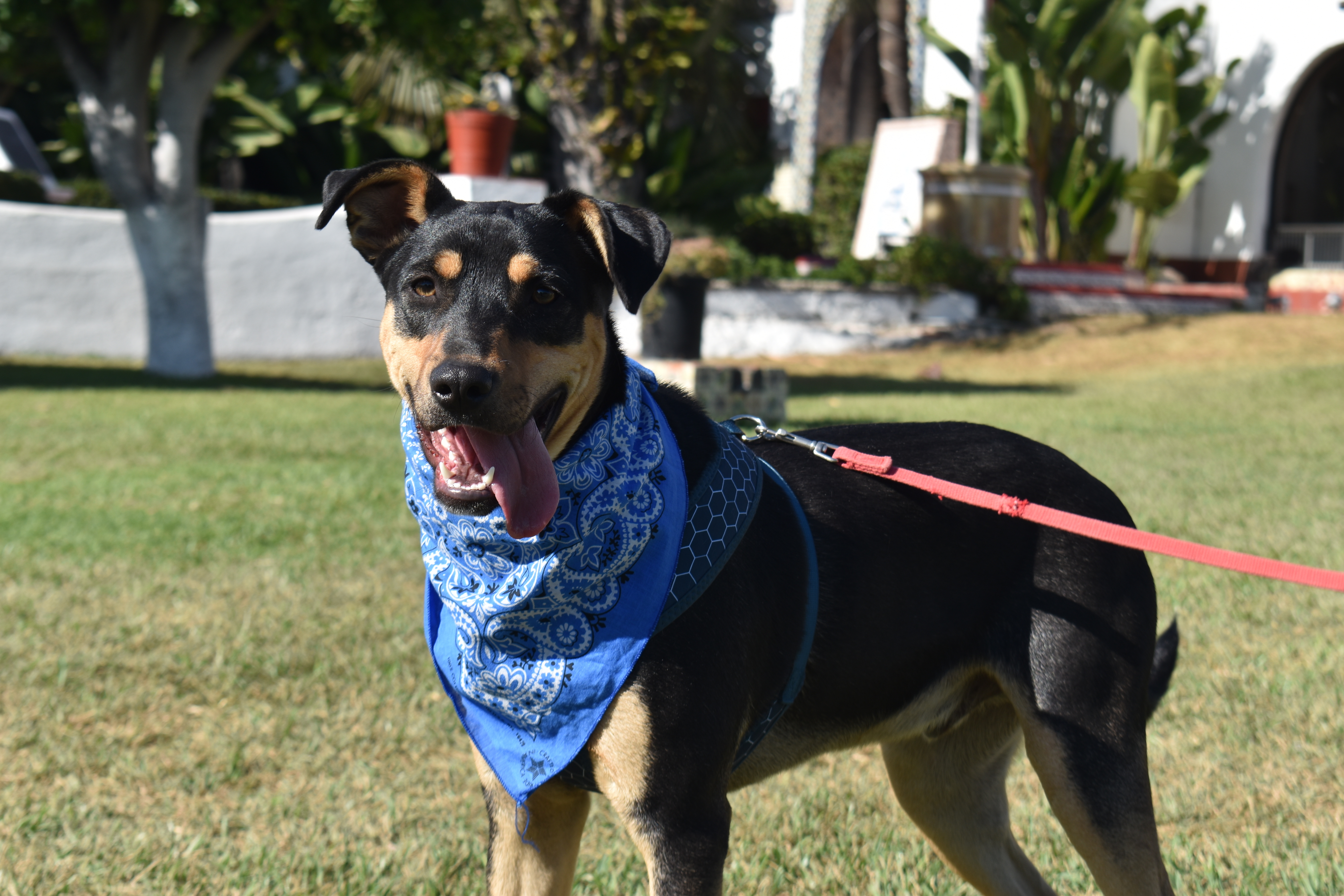 Enlarge Red, a Adoptable mixed breed in San Diego, CA image 3/6